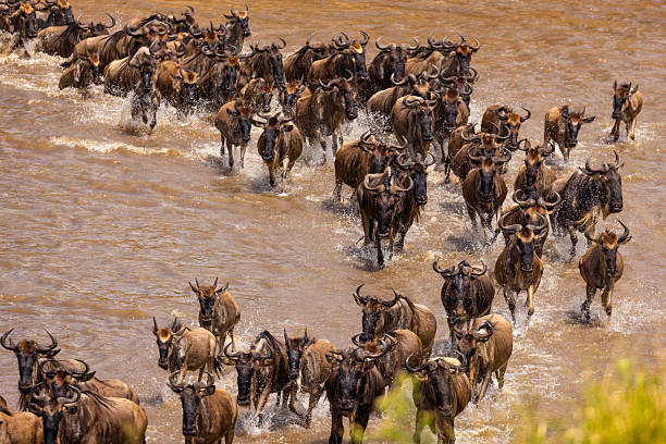 3 Days Serengeti + Tarangire + Ngorongoro